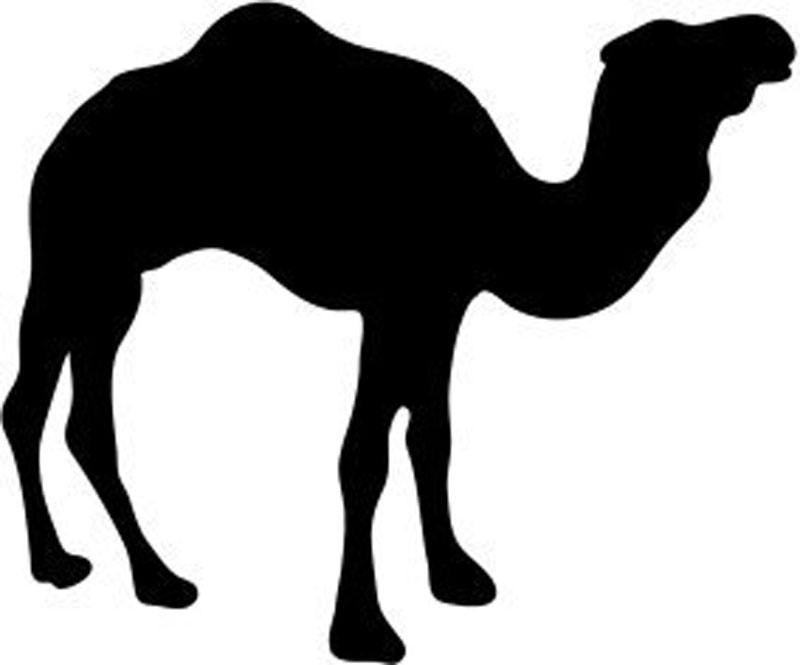 Camel Window Sticker Decal 6"h